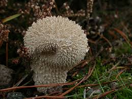 Attēlu rezultāti vaicājumam “Lycoperdon echinatum”