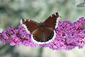 Attēlu rezultāti vaicājumam “Nymphalis antiopa”