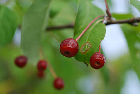 Attēlu rezultāti vaicājumam “Malus mandshurica”