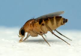 Attēlu rezultāti vaicājumam “Phoridae”