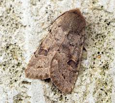 Attēlu rezultāti vaicājumam “Orthosia populeti”