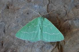 Attēlu rezultāti vaicājumam “Thetidia smaragdaria”