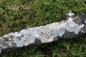 Attēlu rezultāti vaicājumam “Hyphodontia barba-jovis”