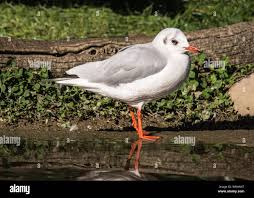 Attēlu rezultāti vaicājumam “Larus ridibundus”