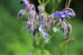 Attēlu rezultāti vaicājumam “Borago officinalis bud”