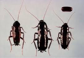 Attēlu rezultāti vaicājumam “Blattoptera”