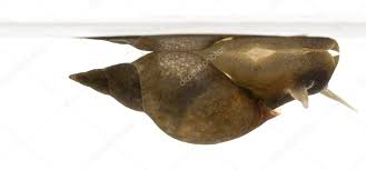 Attēlu rezultāti vaicājumam “Lymnaea stagnalis”