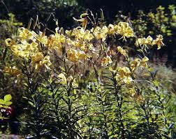 Attēlu rezultāti vaicājumam “Lilium lancifolium”