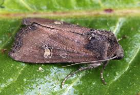 Attēlu rezultāti vaicājumam “Celaena leucostigma”