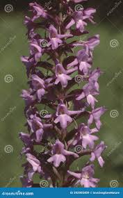 Attēlu rezultāti vaicājumam “Gymnadenia conopsea leaf”