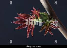 Attēlu rezultāti vaicājumam “Sorbaria sorbifolia bud”