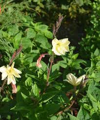 Image result for Oenothera odorata