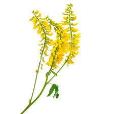 Attēlu rezultāti vaicājumam “Melilotus officinalis”