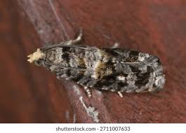 Attēlu rezultāti vaicājumam “Tortricidae”