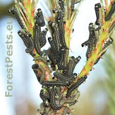 Attēlu rezultāti vaicājumam “Retinia resinella”