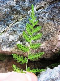 Attēlu rezultāti vaicājumam “Cystopteris fragilis”