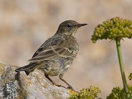 Attēlu rezultāti vaicājumam “Anthus petrosus”