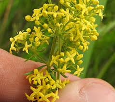 Attēlu rezultāti vaicājumam “Oenothera rubricauli”