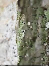 Attēlu rezultāti vaicājumam “Chaenotheca gracilenta”