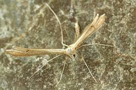 Attēlu rezultāti vaicājumam “Stenoptilia pterodactyla”