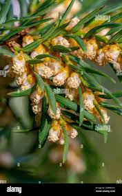 Attēlu rezultāti vaicājumam “Taxus baccata female flower”