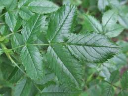 Attēlu rezultāti vaicājumam “Rosa subcanina”