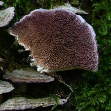 Attēlu rezultāti vaicājumam “Trichaptum biforme”