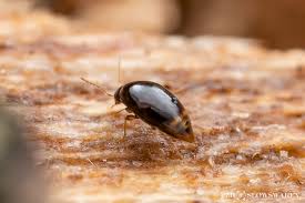 Attēlu rezultāti vaicājumam “Scaphisoma sp.”