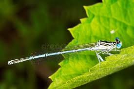 Attēlu rezultāti vaicājumam “Platycnemis pennipes male”