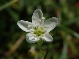 Attēlu rezultāti vaicājumam “Sagina nodosa”