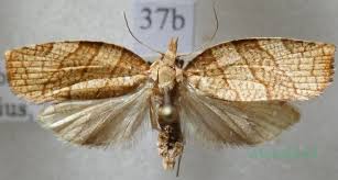 Attēlu rezultāti vaicājumam “Pandemis corylana”