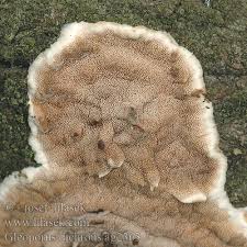 Attēlu rezultāti vaicājumam “Gloeoporus dichrous”