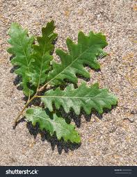 Attēlu rezultāti vaicājumam “Quercus robur leaf”