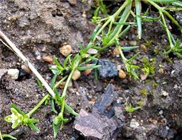Attēlu rezultāti vaicājumam “Sagina procumbens leaf”