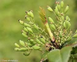 Attēlu rezultāti vaicājumam “Mahonia aquifolium bud”