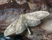 Attēlu rezultāti vaicājumam “Anania lancealis”