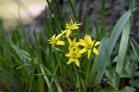 Attēlu rezultāti vaicājumam “Gagea lutea”