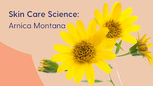 Attēlu rezultāti vaicājumam “Arnica montana”