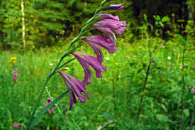 Attēlu rezultāti vaicājumam “Gladiolus imbricatus flower”