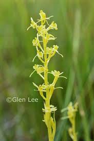 Attēlu rezultāti vaicājumam “Liparis loeselii flower”