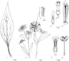 Attēlu rezultāti vaicājumam “Helianthus annuus fruit”