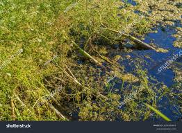 Attēlu rezultāti vaicājumam “Oenanthe aquatica flower”