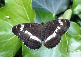 Attēlu rezultāti vaicājumam “Limenitis camilla”