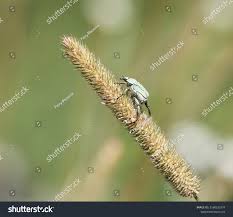 Attēlu rezultāti vaicājumam “Hoplia parvula”