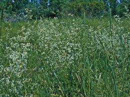Attēlu rezultāti vaicājumam “Galium album flower”