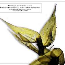 Attēlu rezultāti vaicājumam “Brachythecium rutabulum”