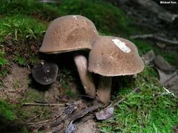 Attēlu rezultāti vaicājumam “Porphyrellus porphyrosporus”