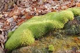 Attēlu rezultāti vaicājumam “| Dicranum”