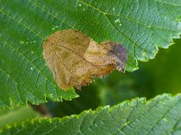 Attēlu rezultāti vaicājumam “Licea pusilla”