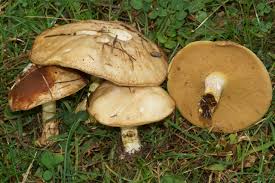 Attēlu rezultāti vaicājumam “Suillus bovinus”